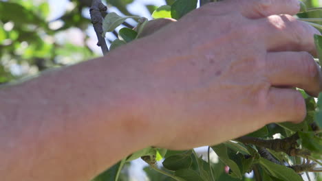 Hand-picking-two-apples-from-a-tree