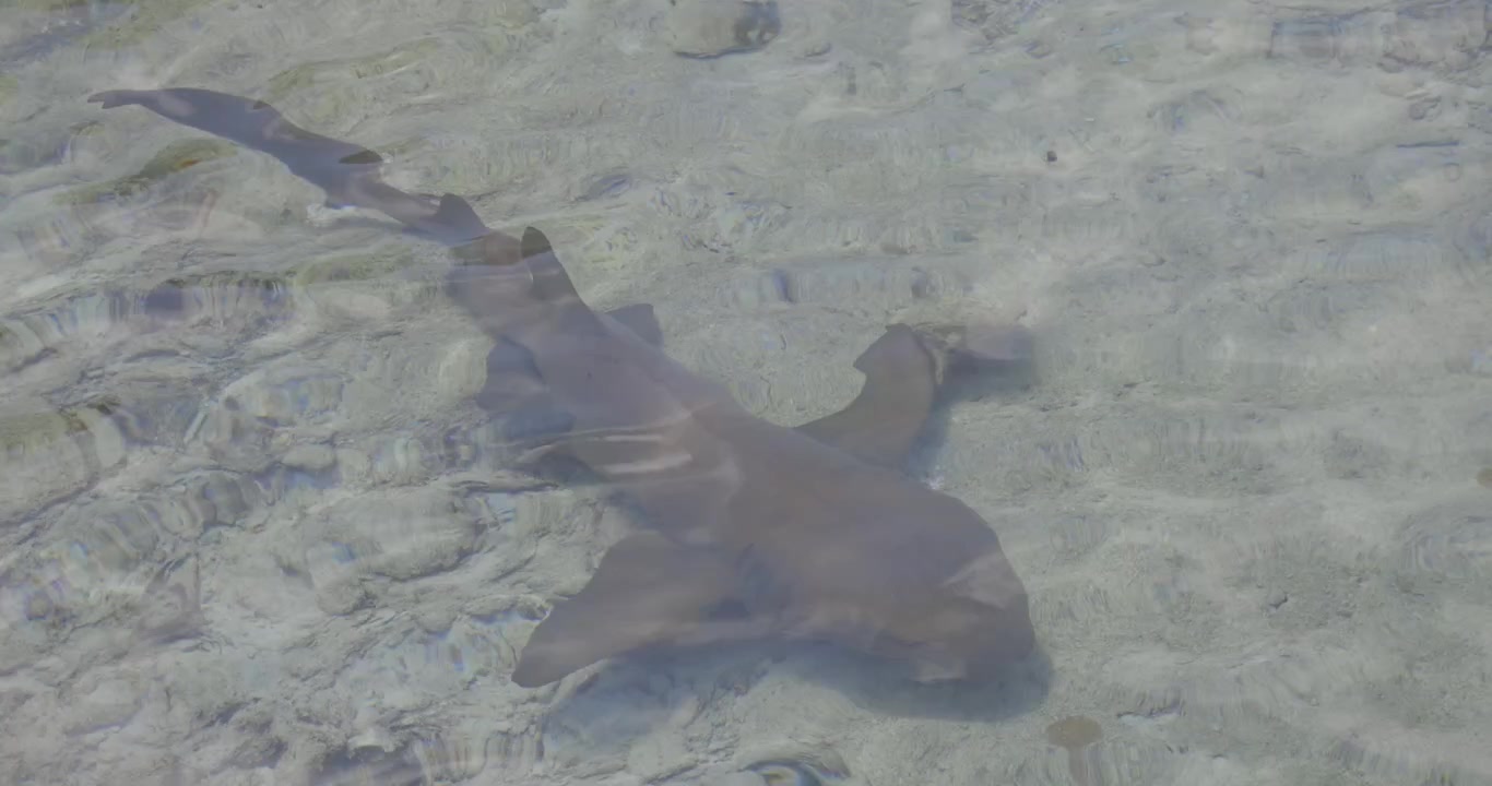 Nurse shark swimming in the ocean near rocks.