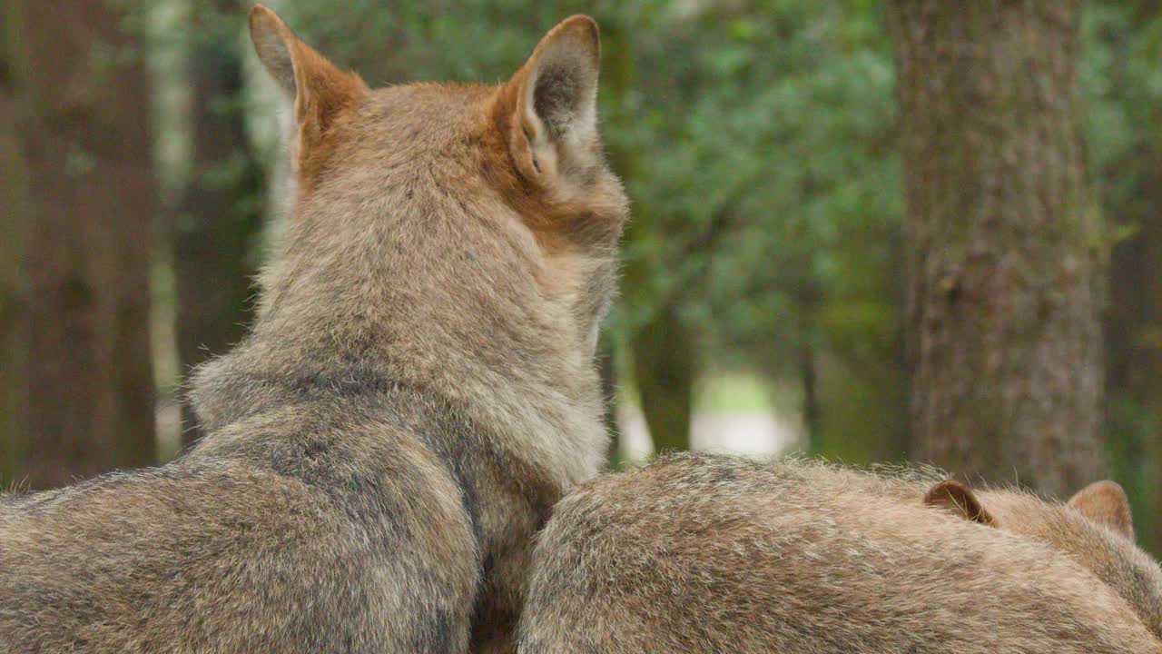 Pair of wolves resting side by side in peaceful, shaded woodland with soft natural daylight