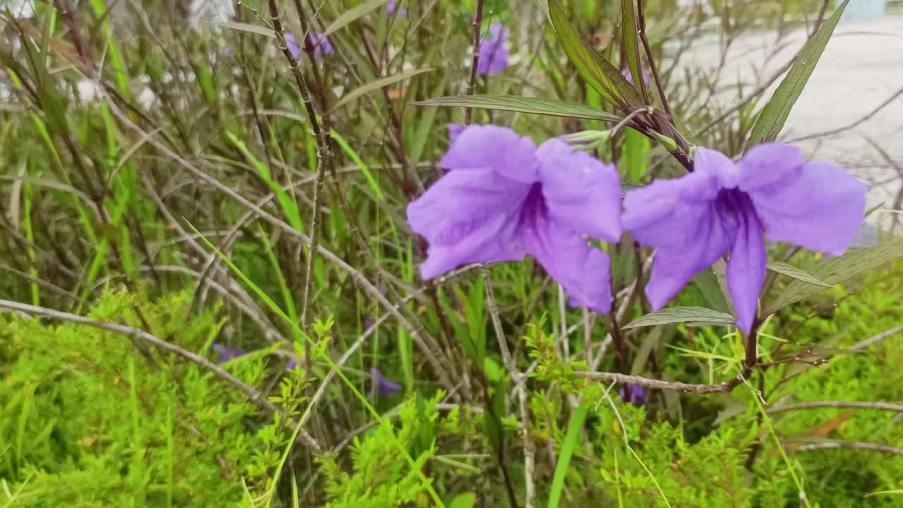 ruellia tuberosa en el jardín