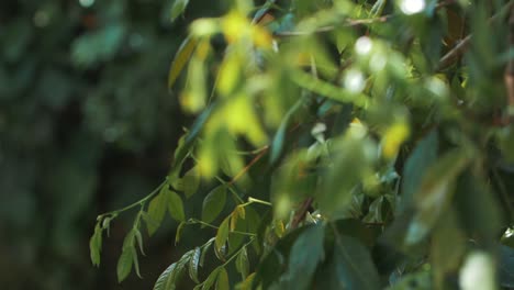 Primer-Plano-De-Hojas-En-Un-Hermoso-Jardín-En-Cámara-Lenta