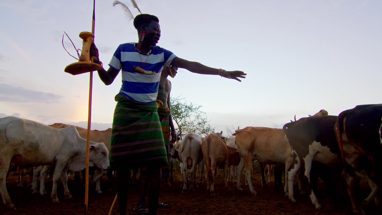 A Karamojong Man Tending to His Cows in the Kraal in Uganda, Africa - Close Up