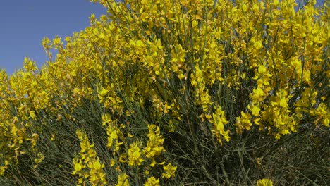 yellow flowers with blue skies in the background