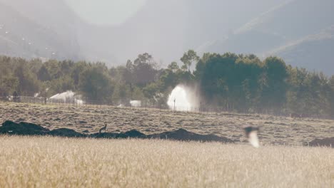 El-Zorro-Se-Para-En-El-Montículo-Y-Los-Pájaros-Vuelan-A-Través-Del-Marco-Sobre-La-Hierba-De-La-Pradera-Mientras-El-Aspersor-Rocía-Agua-En-El-Fondo-Al-Atardecer-Debajo-De-Las-Montañas-De-La-Ciudad-Del-Parque-Y-El-Bosque-De-álamos-En-Cámara-Lenta