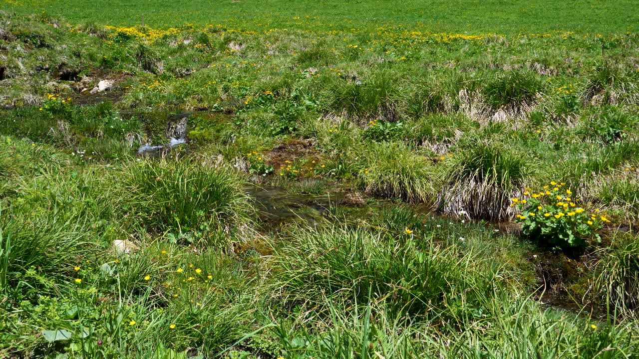 un pequeño arroyo atraviesa un hermoso valle verde de las montañas en primavera, dolomitas, italia
