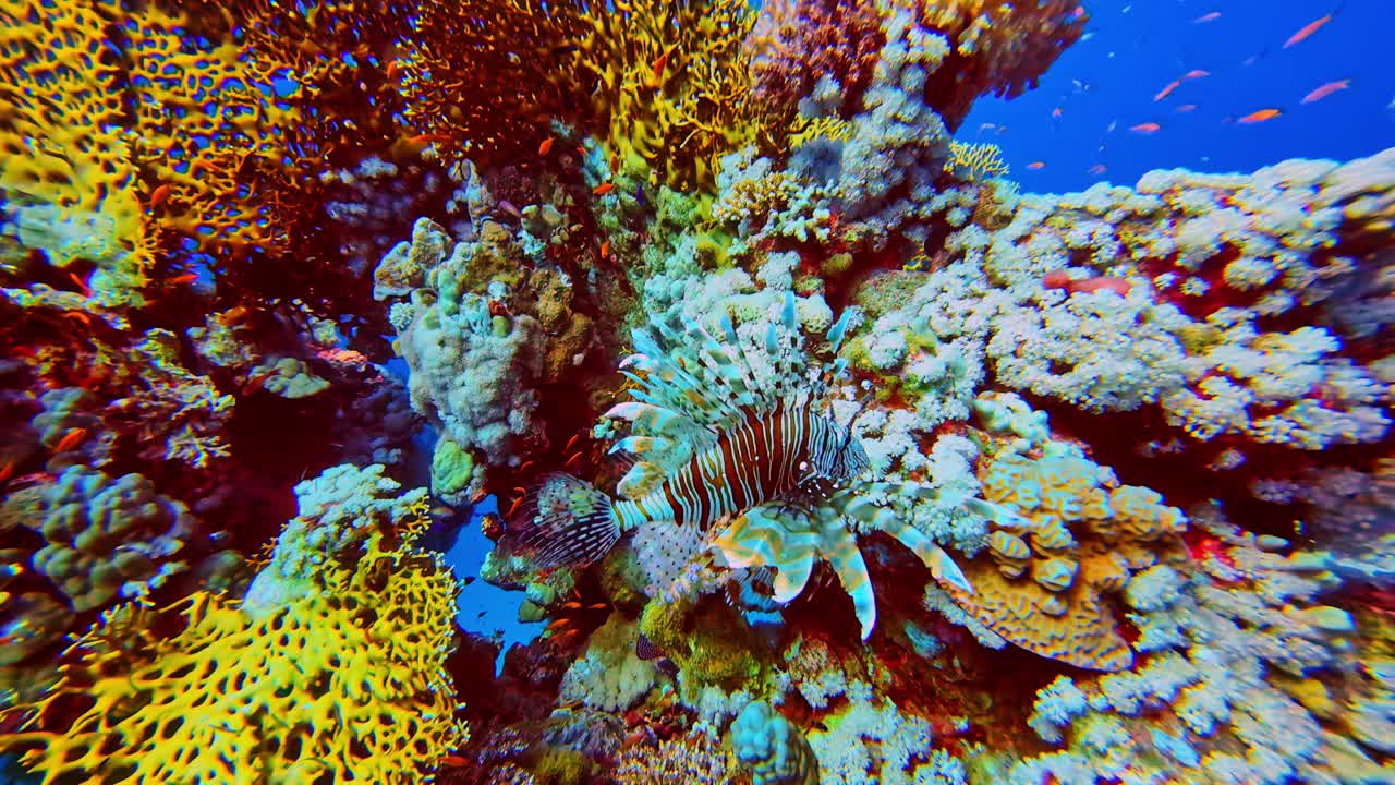 Rallentatore di un paesaggio tropicale con un pesce leone striato, una specie marina velenosa, che si muove in un vivace ecosistema di barriera corallina, mostrando un habitat sottomarino colorato e un ambiente oceanico naturale.