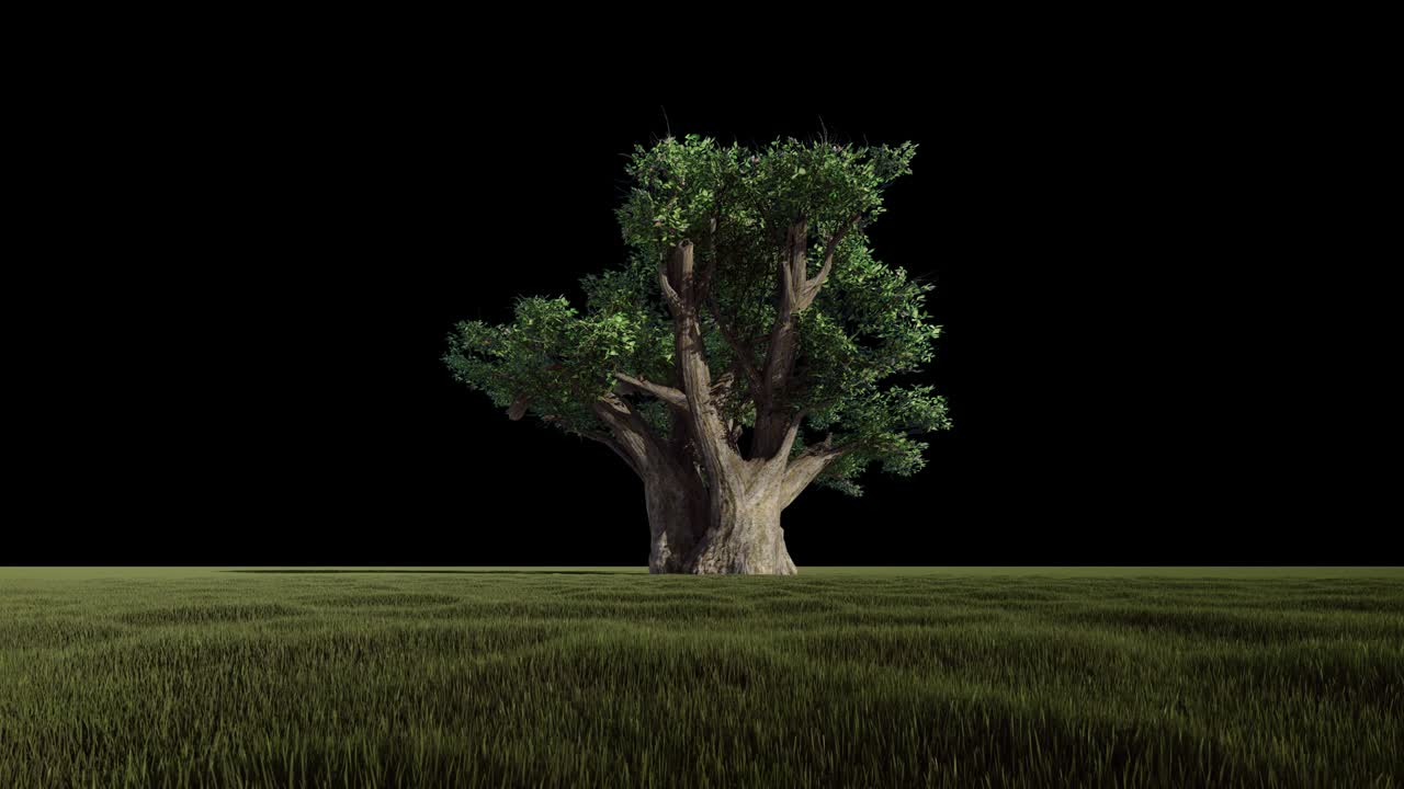 아름다운 두꺼운 아프리카 바오바브 고립, 알파 채널, 4k, 루프