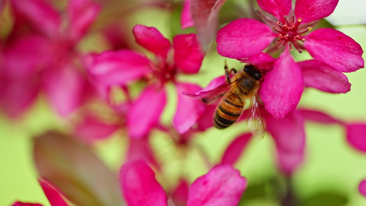 Macro clip of bee on vibrant pink flower gathering pollen in a lush garden setting