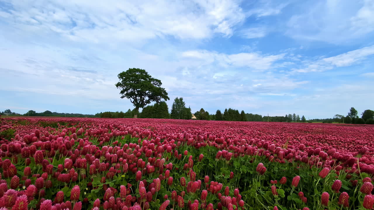 Stunning Field of Red Clover Blossoms under a Blue Sky
