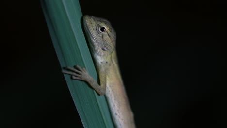 El-Lagarto-De-Jardín-Oriental-También-Se-Llama-Lagarto-De-Jardín-Oriental,-Chupasangre-Y-Lagarto-Cambiable