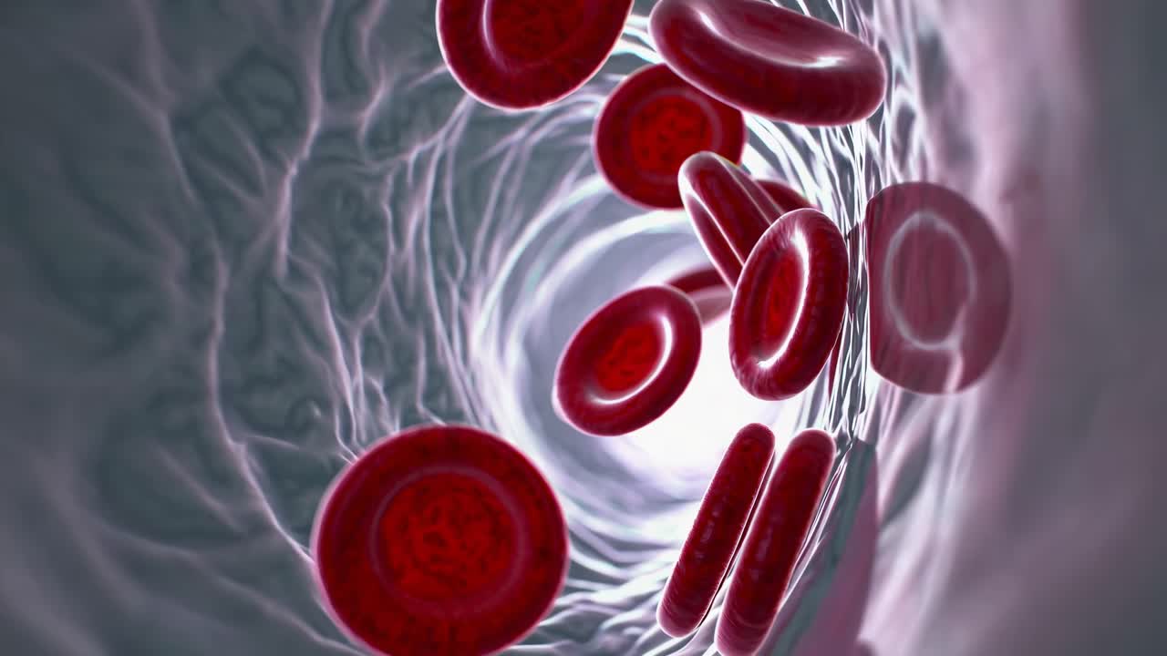 Dynamic video shot from inside a blood vessel, showcasing red blood cells in motion