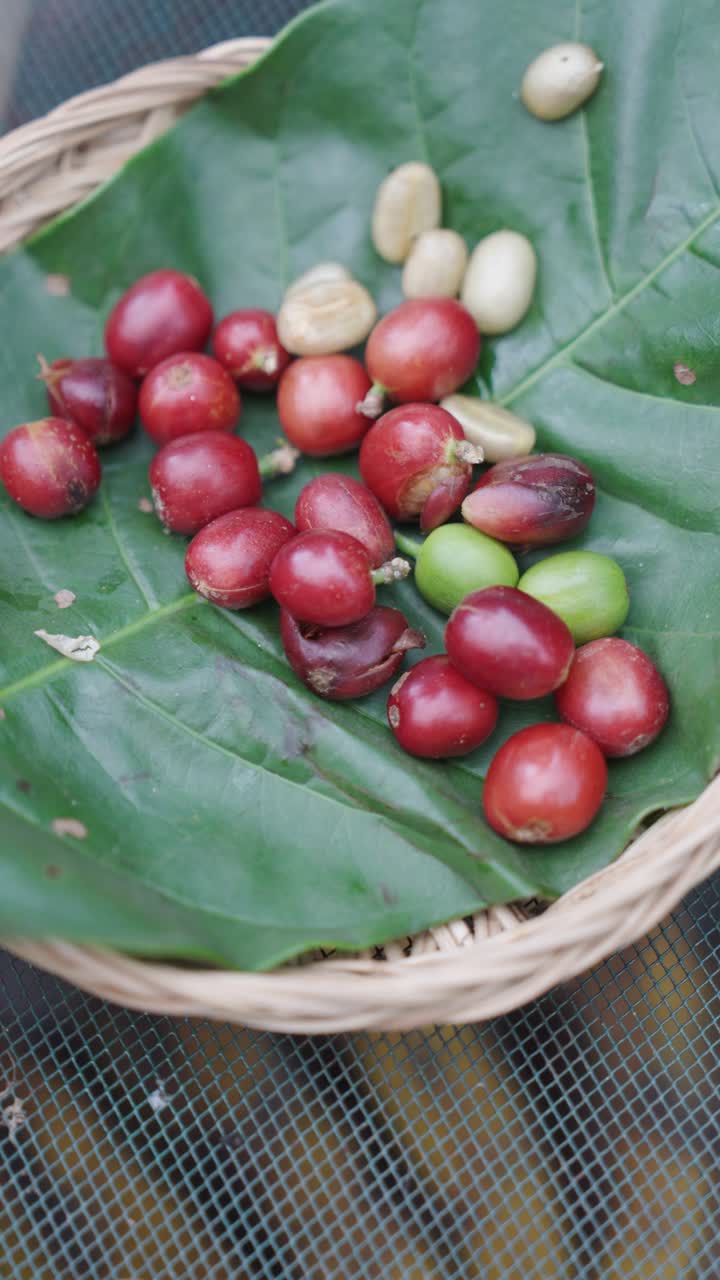 Fresh coffee beans on green leaf, close up vertical motion view