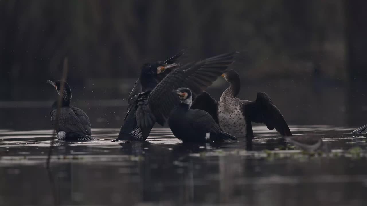 Um bando de corvos-marinhos-comuns em um lago.