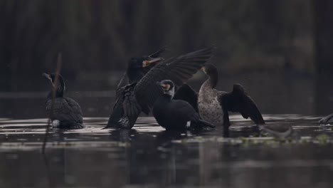 stado wielkich kormoranów w jeziorze