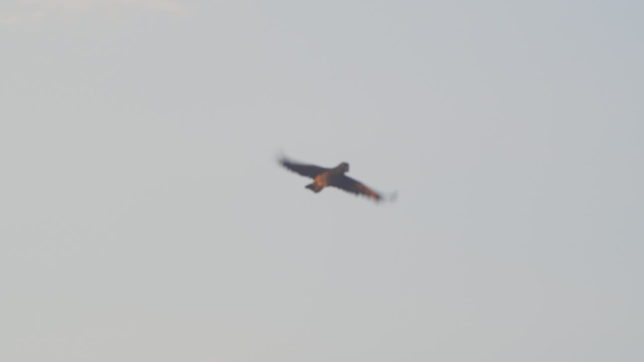 A lone Mealy Parrot soars through the evening sky, silhouetted against the fading light of Peru’s Amazon.