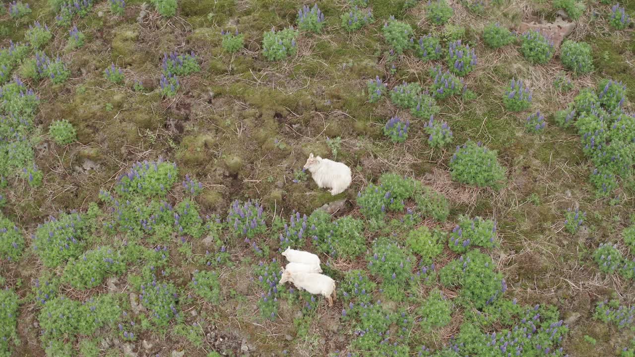 봄에 루핀 식물이 자라는 아이슬란드 언덕에서 풀을 뜯는 양 떼