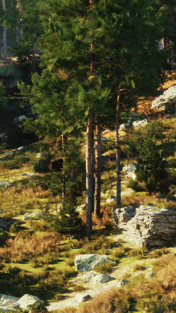 소나무와 바위가 있는 숲 풍경