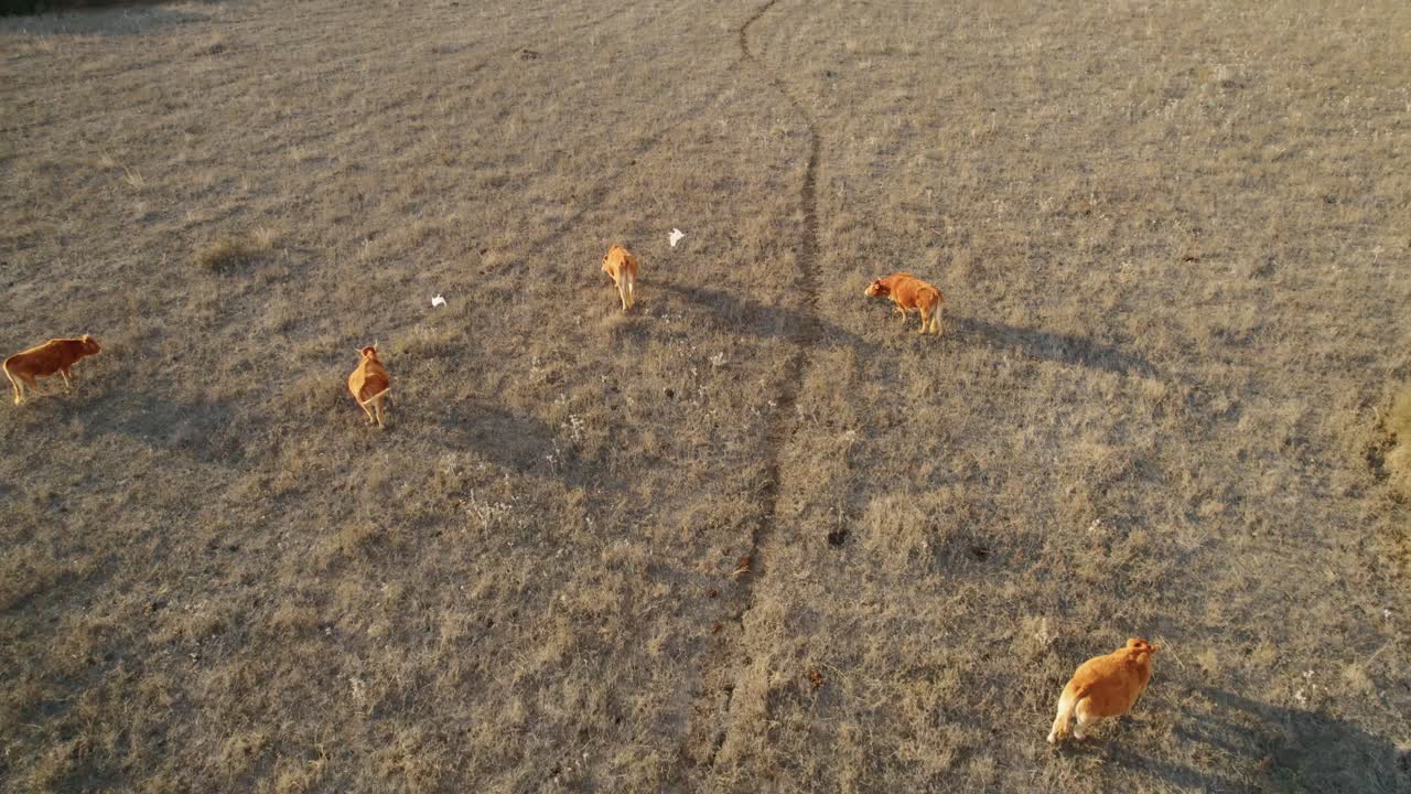 가뭄 속에서 홍수를 청소하는 소의 드론 샷 증가