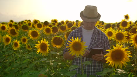 Un-Estudiante-Agricultor-Camina-Por-El-Campo-Con-Muchos-Girasoles-Y-Estudia-Sus-Principales-Características.-él-Escribe-Algunas-Cosas-Importantes-En-Su-Base-De-Datos