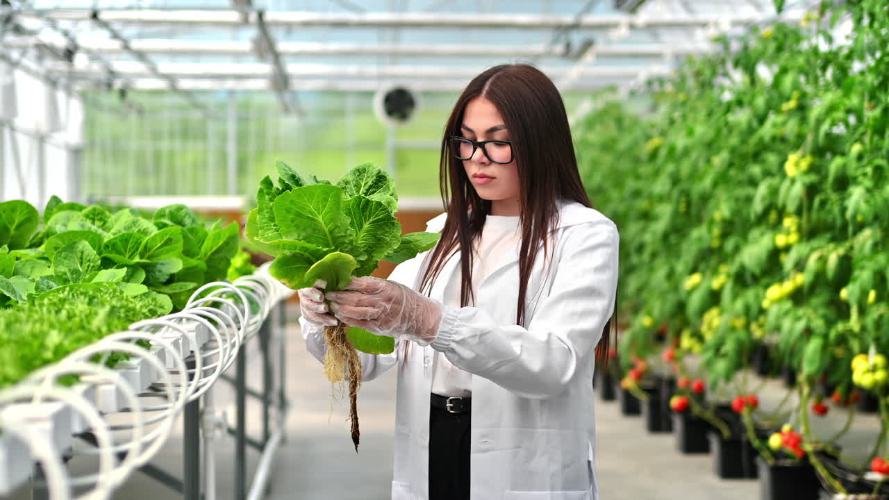 Laboratory technician in a white coat, analysing lettuce grown with the Hydroponic method in a greenhouse