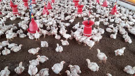 pollo comer en granja avícola