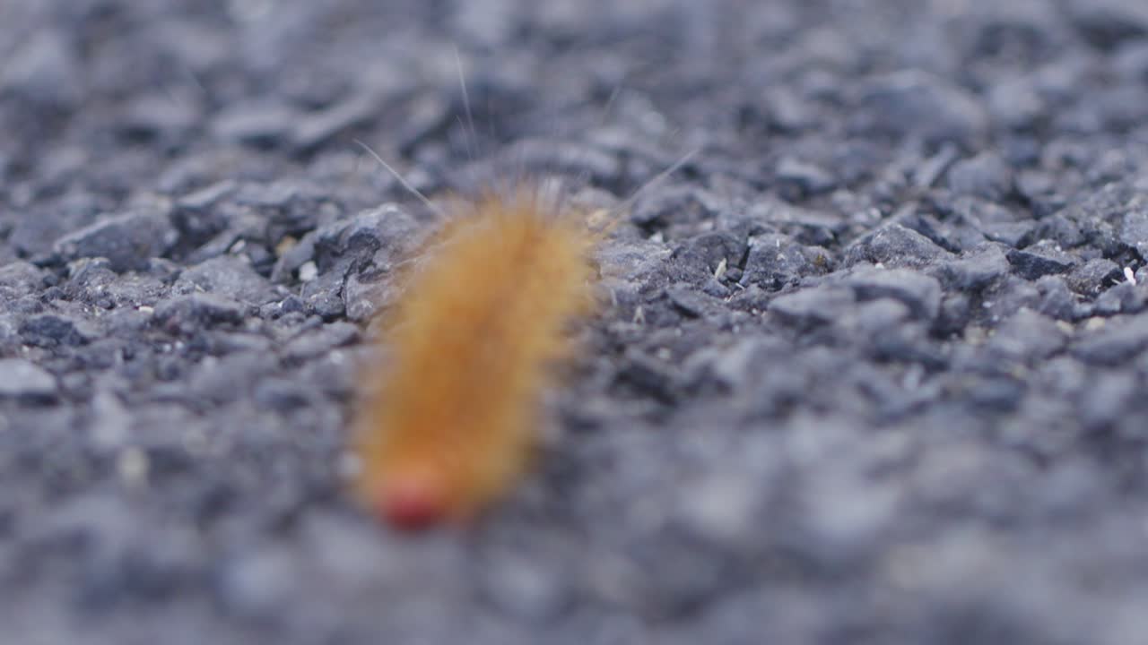 갈색 인디언 애벌레가 빛으로 자갈이 인 땅 표면에서 움직이는 드헬드 매크로