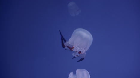 jellyfish in aquarium