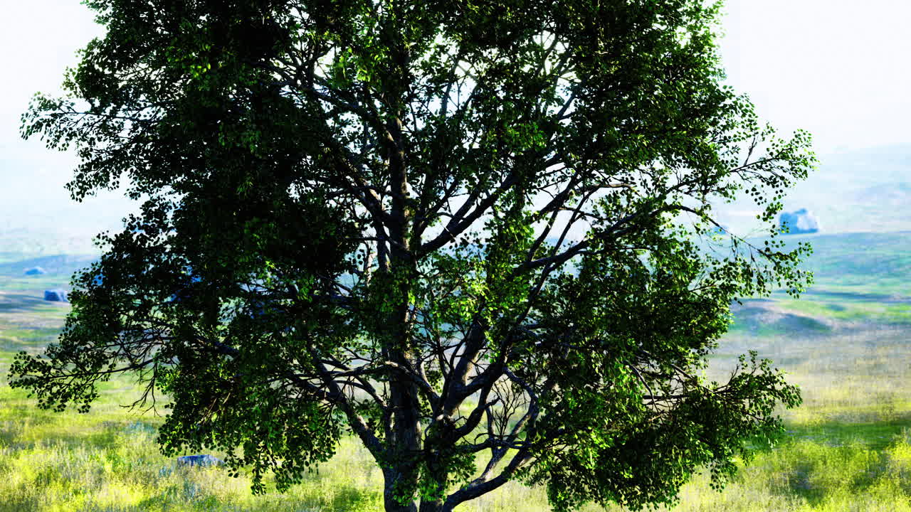 Majestic tree standing alone in a serene grassy landscape at dawn