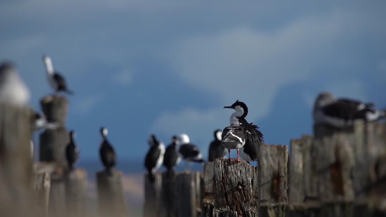Several imperial cormoran birds sitting on wooden logs