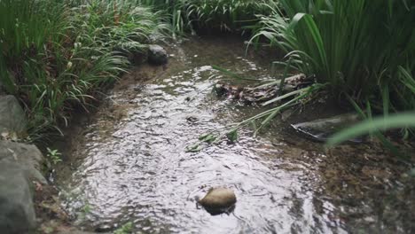 Pequeño-Arroyo-Con-Agua-Clara-Que-Fluye-Suavemente-A-Través-De-Suelo-Rocoso-Y-Herboso-En-Kyoto,-Japón---Toma-De-Primer-Plano