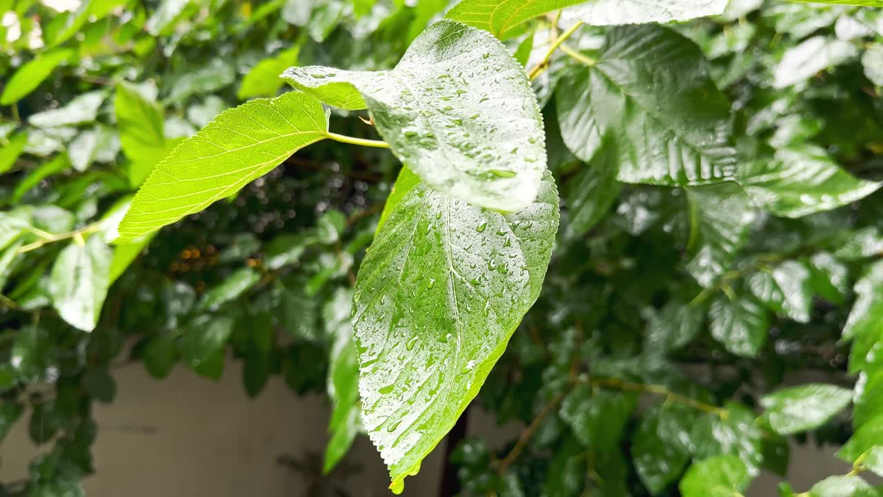 cuando la lluvia torrencial cae sobre las hojas de los árboles