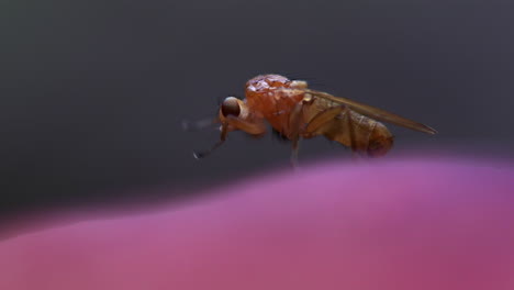 foto macro de una mosca transparente muy pequeña frotando las piernas y arreglando la cabeza en un hongo rosa