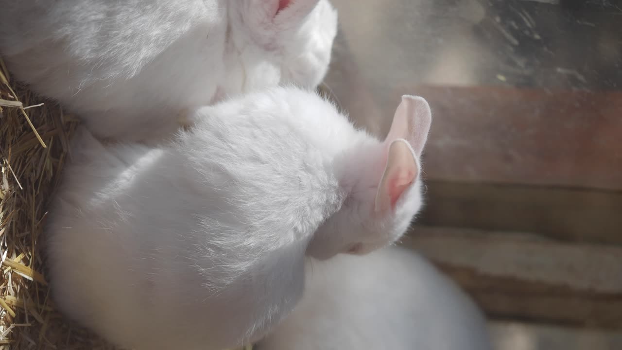 Two White Baby Rabbits