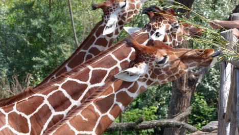 Grupo-De-Lindas-Jirafas-Comiendo-Tallos-De-Hierba-Alimentados-Por-Personas-En-El-Zoológico,-Cámara-Lenta