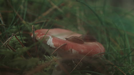 Snails-feast-on-a-mushroom-in-the-misty-morning