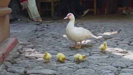 Familie-Von-Kleinen-Enten-Auf-Einer-Straße