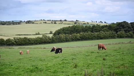 Vacas-De-Las-Tierras-Altas-Comiendo-Hierba-En-Las-Tierras-Altas-Escocesas