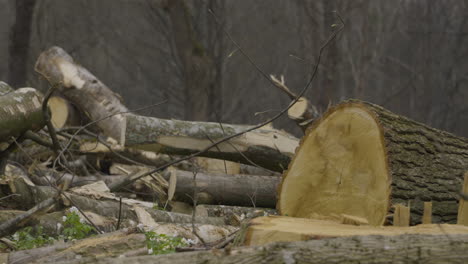 ecological habitat destruction after tree felling in polish woodland