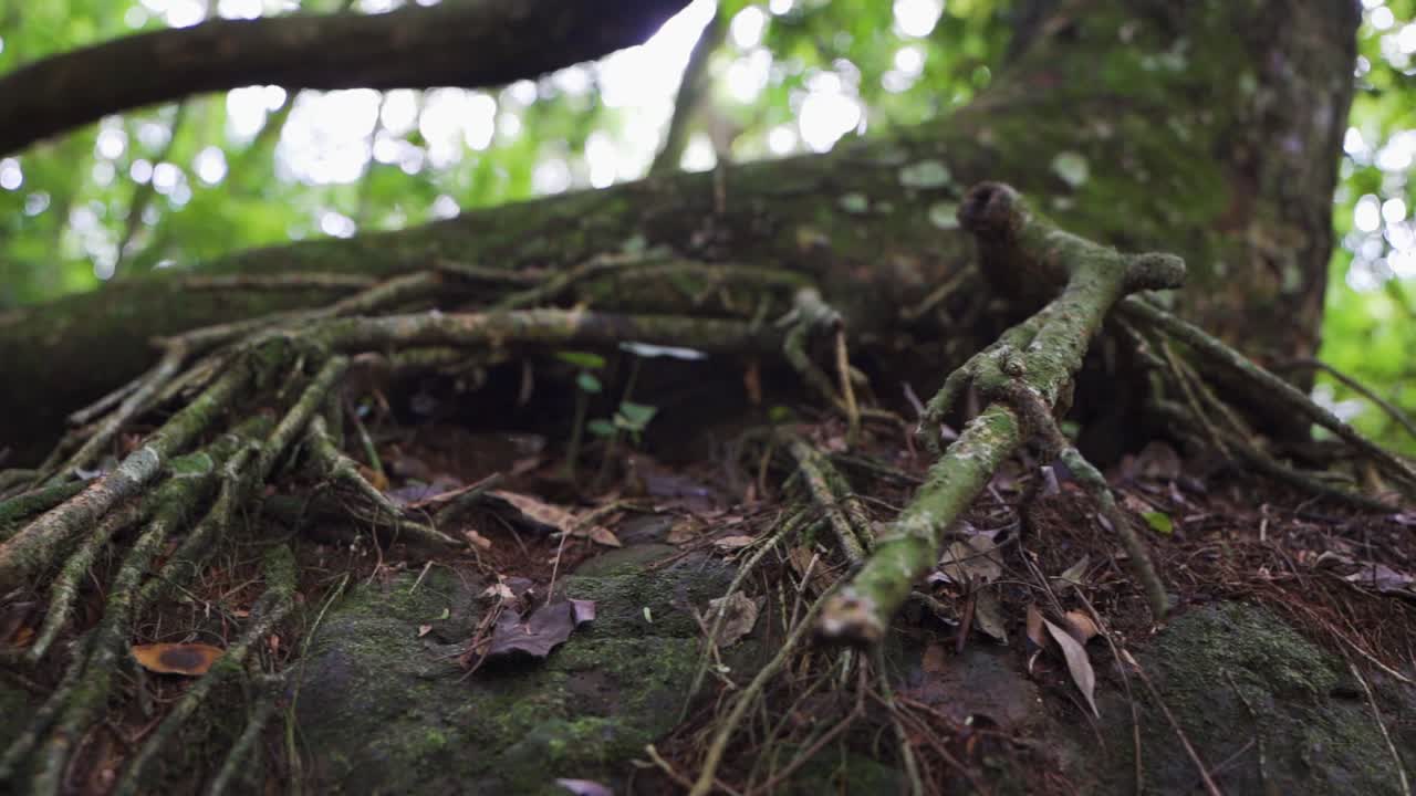 Close up slow motion shot of root of the tree in the woods