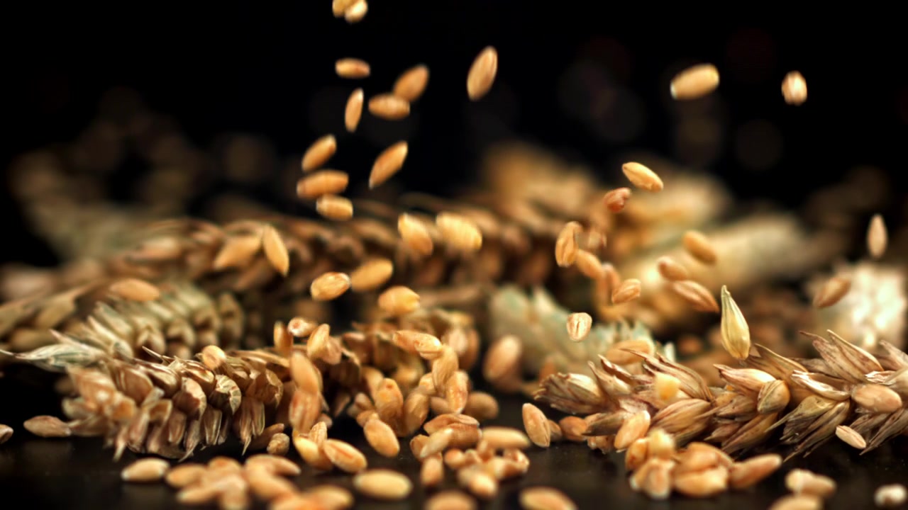 Chicchi di grano dorati che cadono su spighe di grano al rallentatore