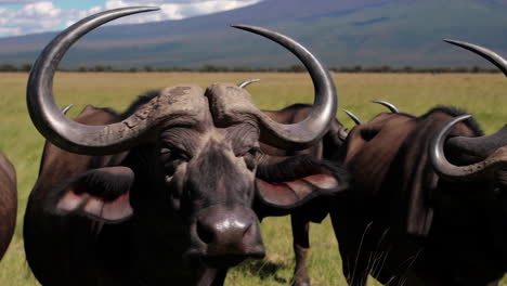 african buffalo and mount kilimanjaro
