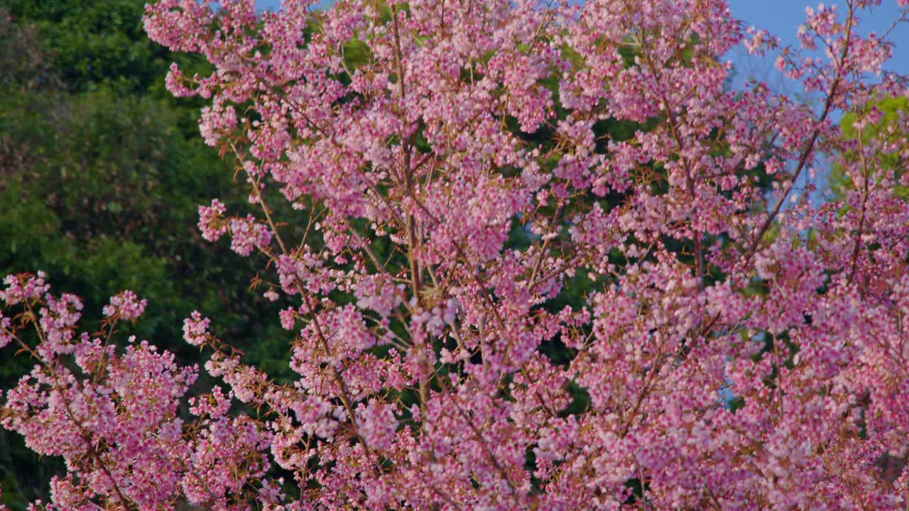 아름다운 분홍색 체리 꽃