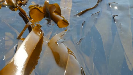 brown laminaria algae on turquoise sea water with nice sun reflections