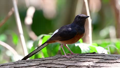 Die-Weißbürtige-Shama-Ist-Einer-Der-Häufigsten-Vögel-In-Thailand-Und-Kann-Leicht-In-Stadtparks,-Landwirtschaftsflächen,-Bewaldeten-Gebieten-Und-Den-Nationalparks-Beobachtet-Werden