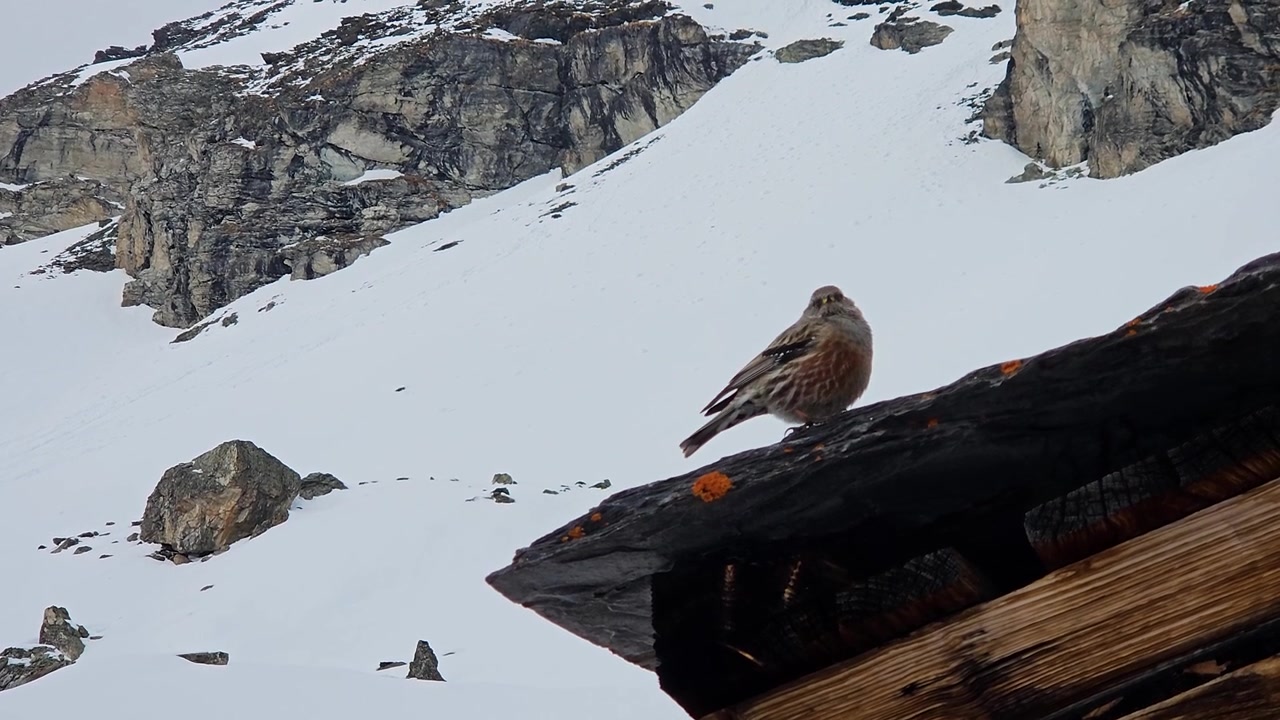 Sordone in Svizzera appollaiato su una struttura di legno contro pendii montuosi innevati, fauna alpina d'alta quota e habitat invernale per la natura, il birdwatching