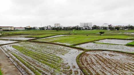 low altitude flight over a rice fields and water buffalo in hoi an, vietnam during a rainy season