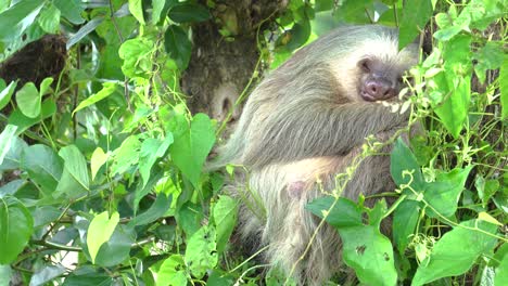 Un-Adorable-Perezoso-Dormido,-Abrazado-A-Un-árbol,-Con-Un-Viento-Suave-Que-Sacude-Las-Hojas