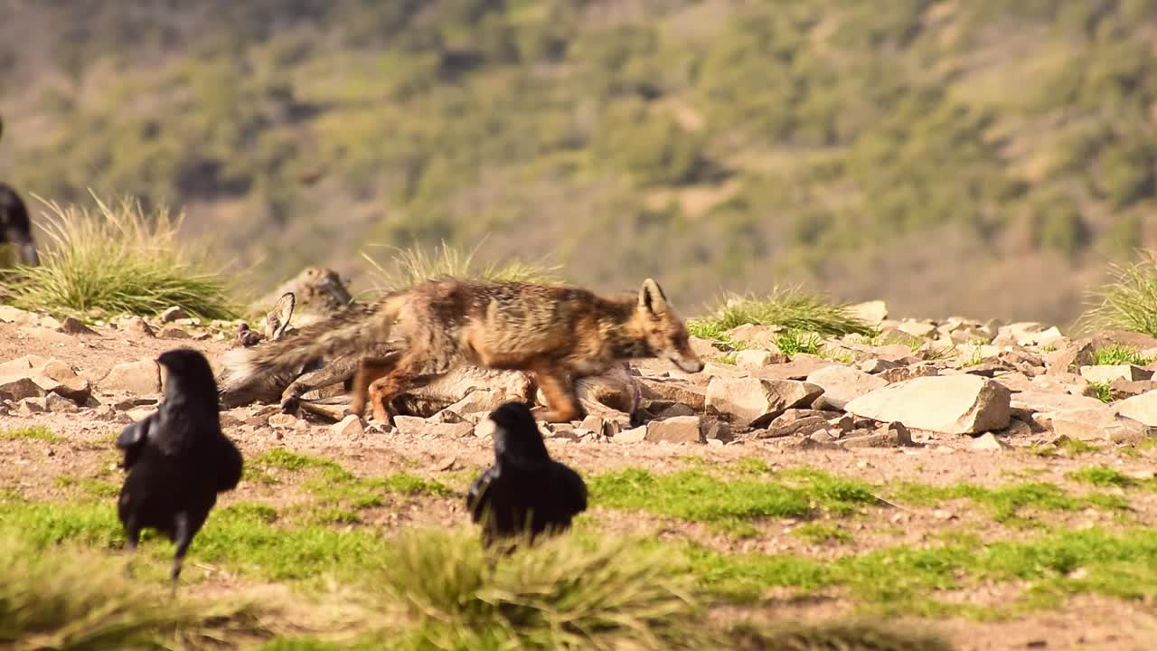 Wild fox sniffing killed prey