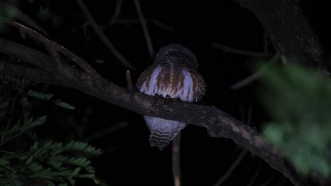 Looking-to-the-back-sideways-then-faces-front-to-make-a-call-vibrating-its-neck-then-looks-to-the-back-and-front-again,-Asian-Barred-Owlet-Glaucidium-cuculoides,-Thailand