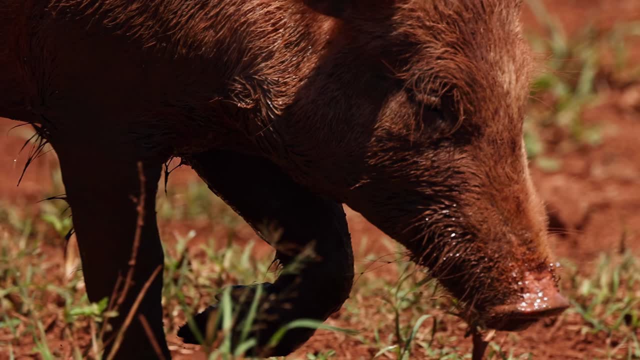 A pig closely examines the ground, sniffing through grass and soil in a rural setting.